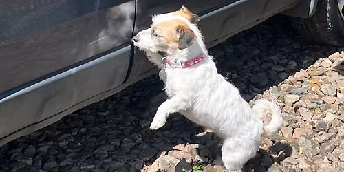 Scent Detection Series 2 Workshop