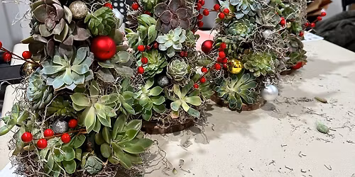 Succulent Christmas tree workshop 12\/12\/25