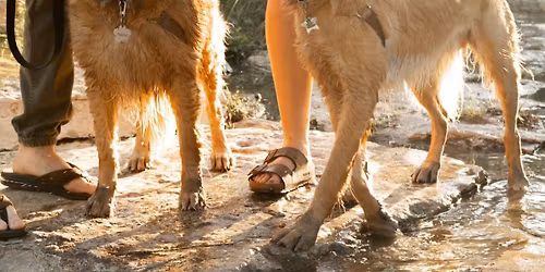 Meet-and-Greet: Love a Golden at TU Chesterfield