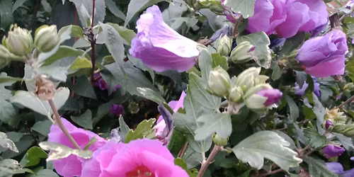 Plein-air In Lincoln