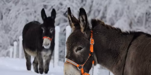 Ali-Ollin Alpakkatilan ja Klaukkalan kansantanssijoiden talvip\u00e4iv\u00e4 