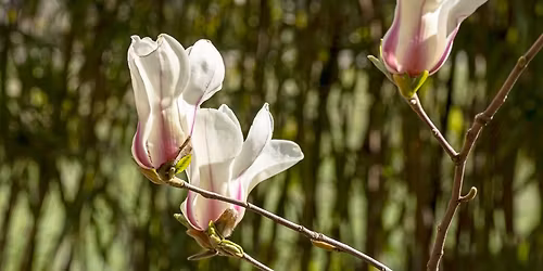 F\u00fcv\u00e9szkerti s\u00e9ta - tematikus szakvezet\u00e9s