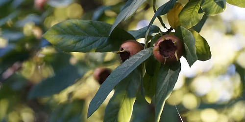 WORKSHOP - DIE MISPEL