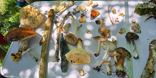 Search For Rare Fungi