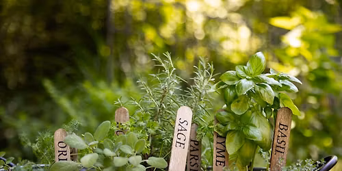 GROWING & USING HERBS Class