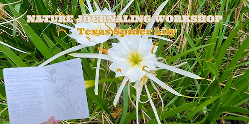 Nature Journaling - Texas Spider Lily