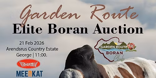Boran auction