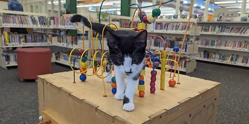 Kitties at the library!