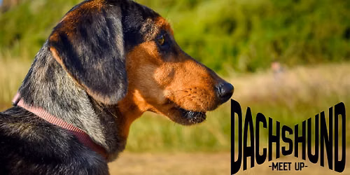 Dachshund Meet Up