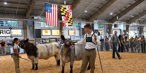 Market Steer Show