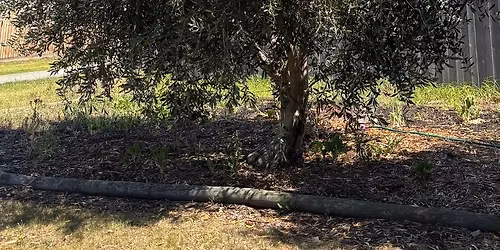 Cloverdale Olive pick