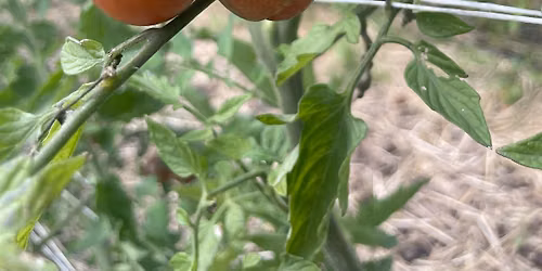 Urban Farming 101 Workshop: Integrated Pest Management
