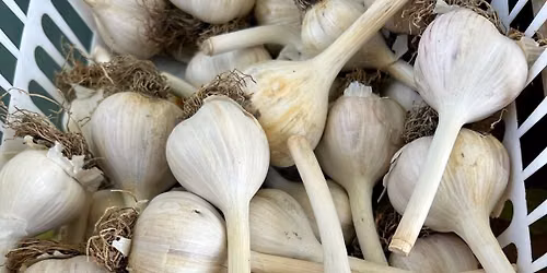 Saving Garlic Seed Workshop