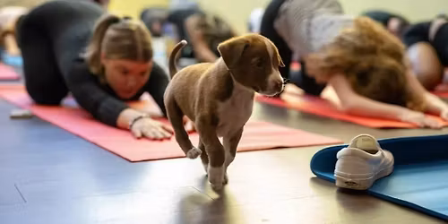 Puppy Yoga with Promise 4 Paws