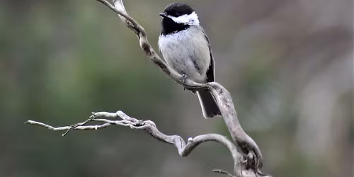Bangor City Forest Bird Walk