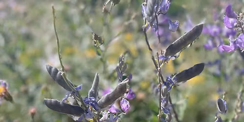 Wildflower Focused Fish Hatchery in Grants Pass Hike