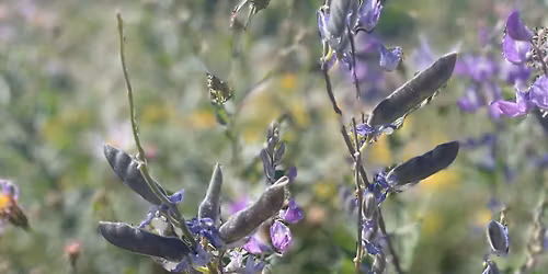 Wildflower Focused Fish Hatchery in Grants Pass Hike *Registration & Fee Required*
