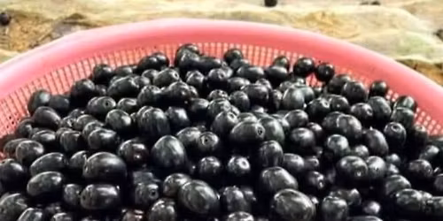 satyarth Besic health care 