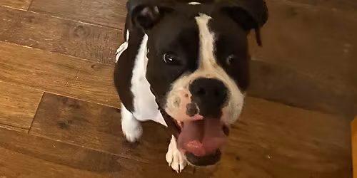 Puppy Foundation Skills