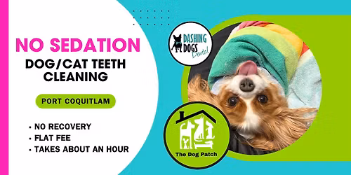 Pet Teeth Cleaning - Port Coquitlam - The Dog Patch