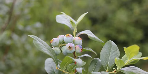 Introduction to Field Botany with Claudia Nagy