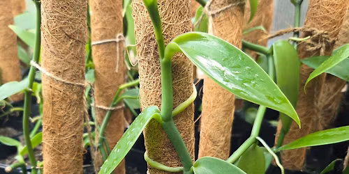 Vanilla for Florida - June - Lake Permaculture Monthly Meeting