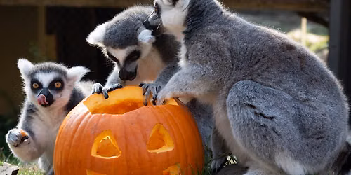 Howloween