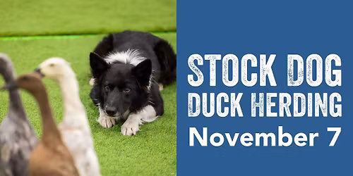 Pawesome Connections \u2013 Stock Dog Duck Herding