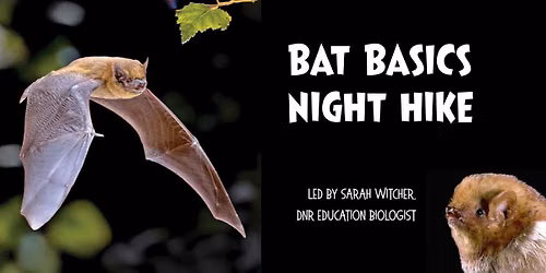 Bat Basics Night Hike