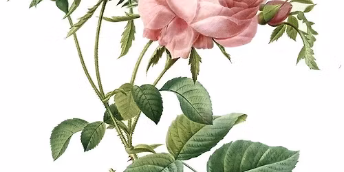 History of Botanical Art
