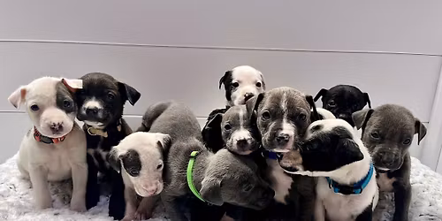 \ud83c\udf84\ud83d\udc3612 Pups Of Christmas\ud83d\udc36\ud83c\udf84