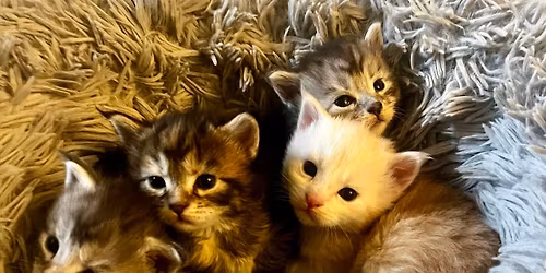 Maine Coons
