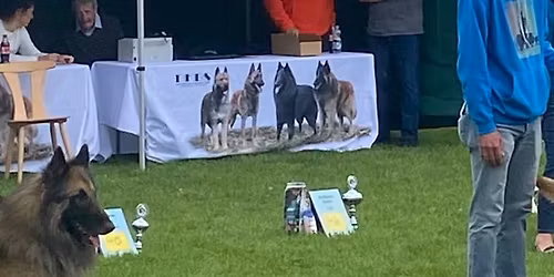 DKBS Jahrestreffen Klub Show  CAC \/Selektion 2026 