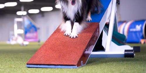 Slal\u00e5m og felthindre: Veien videre i agility
