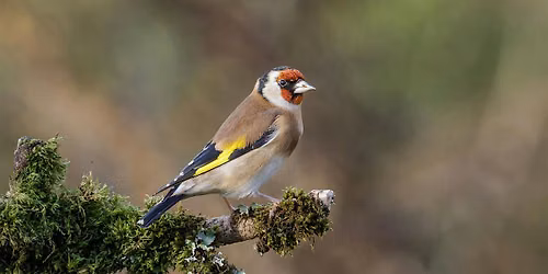 Summer Bird walk in Bute Park