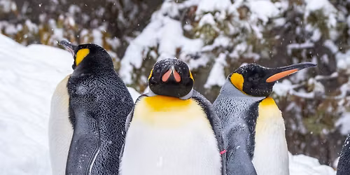 Wild After Hours: Penguins (18+)