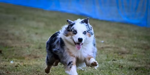 Brown County K9 Fast Cat FUN RUN