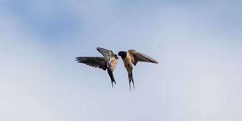 Ruch do Kon\/taktu \u2013 wprowadzenie do relacyjnej praktyki cia\u0142em i ruchem w terapii gestalt