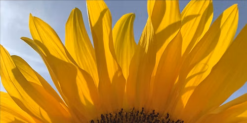 Summer Thyme - An afternoon of song