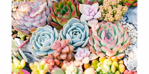 Rooted in Love : Succulent Arrangement Workshop to Celebrate Mother's Day