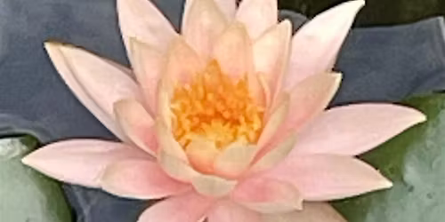 Monthly Meditation & Community Night