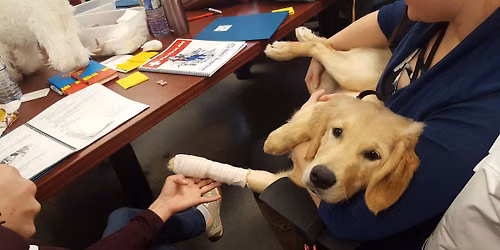 Walks 'N' Wags Pet First Aid - Halifax NS