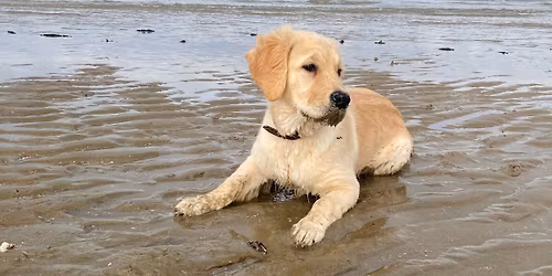 Social Walk - Bielefeld