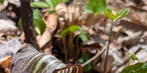 Appalachian Wildflowers