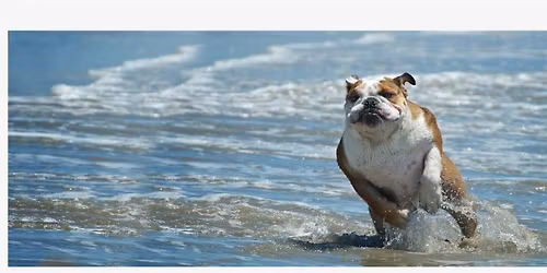 PDFA General Meeting