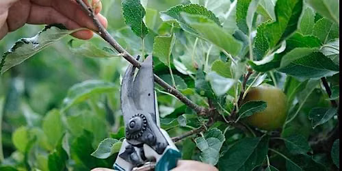 Summer Fruit Tree Pruning