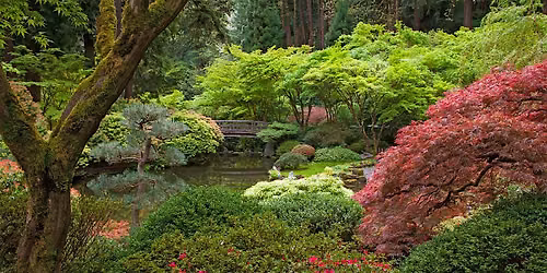 How to use Japanese Maples in your garden.
