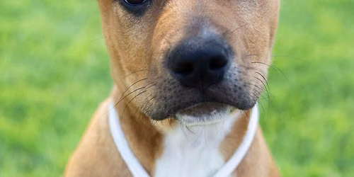 Dog Training: Puppy Stars (Oakland)