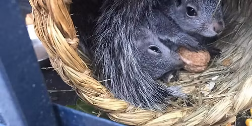 Bidwell Wildlife Rehab Fundraiser!