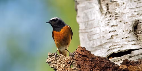 Redstart Ramble